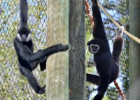 ABQ BioPark Welcomes Gibbons to the Ape Walk