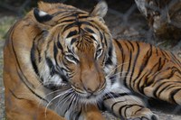 ABQ BioPark welcomes male Malayan tiger to Asia