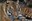 ABQ BioPark welcomes male Malayan tiger to Asia