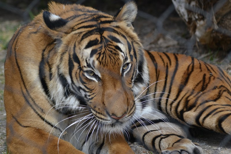 ABQ BioPark welcomes male Malayan tiger to Asia ABQ BioPark welcomes male Malayan tiger to Asia