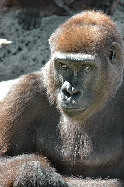 ABQ BioPark Welcomes New Gorilla, Says Farewell and Good Luck to Gorillas and Giraffes ABQ BioPark Welcomes New Gorilla, Says Farewell and Good Luck to Gorillas and Giraffes