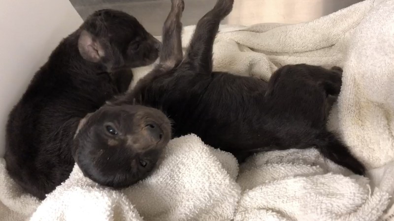 ABQ BioPark Welcomes New Hyena Cubs, Says Goodbye to a Few Faces