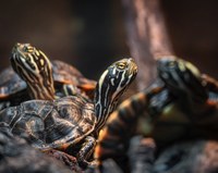 ABQ BioPark Zoo hosts Chevron Community Day
