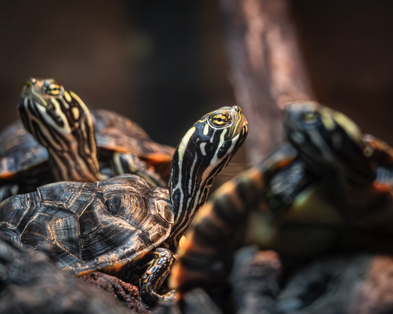ABQ BioPark Zoo hosts Chevron Community Day