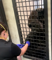 ABQ BioPark’s Most Vulnerable Animals Now Vaccinated Against COVID-19