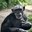 ABQ BioPark’s Zoe the Chimpanzee is Going to be a Mom!