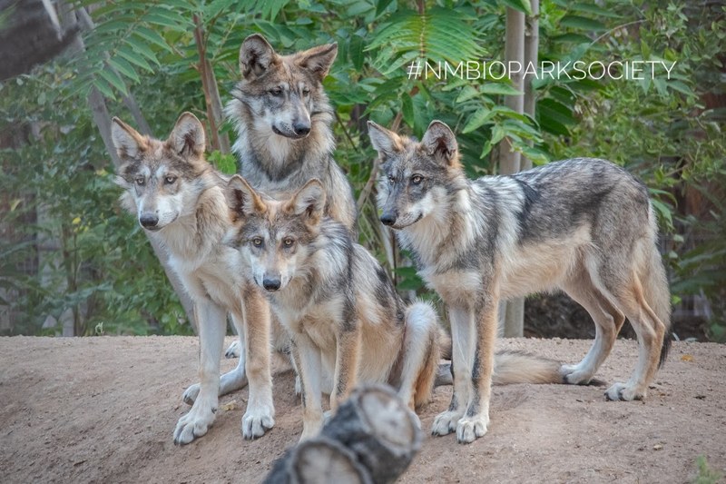 In Boost to Conservation of Endangered Species, ABQ BioPark's Wolf Pack to Be Released Into the Wild