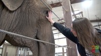 An Elephant-sized Effort Went Into Helping Irene the Elephant When She Needed Eye Surgery