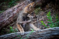 Animal Updates at the Zoo