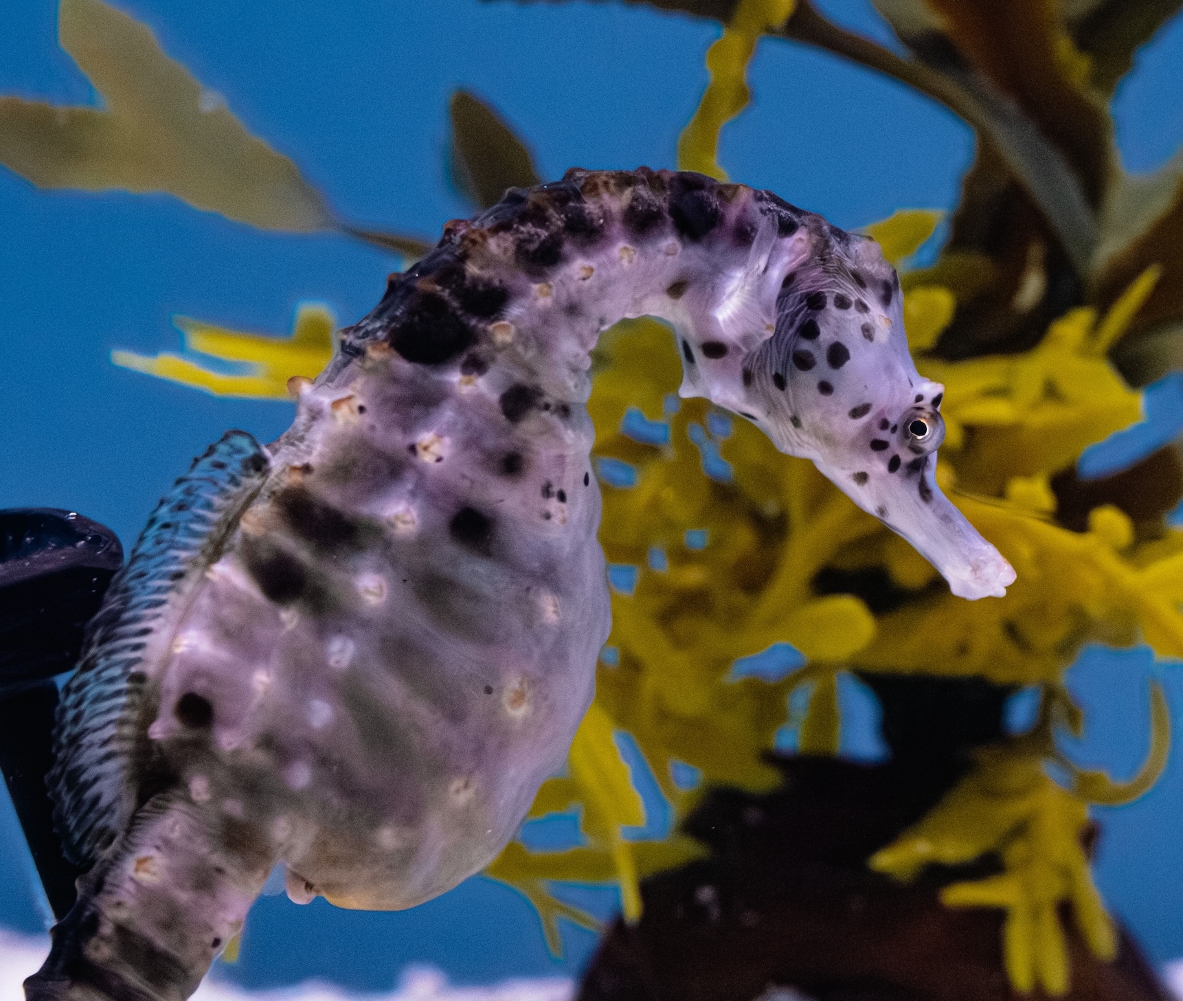 Albuquerque Aquarium Temporarily Relocates Entrance for Renovations