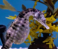 Aquarium to have new temporary entrance starting January 26