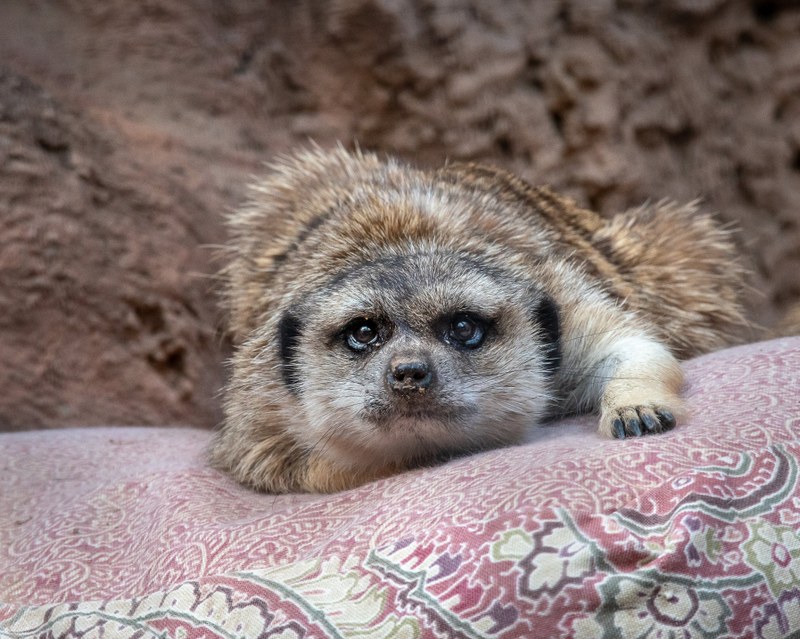 Asante the Meerkat Passes Away Due to Old Age Asante the Meerkat Passes Away Due to Old Age