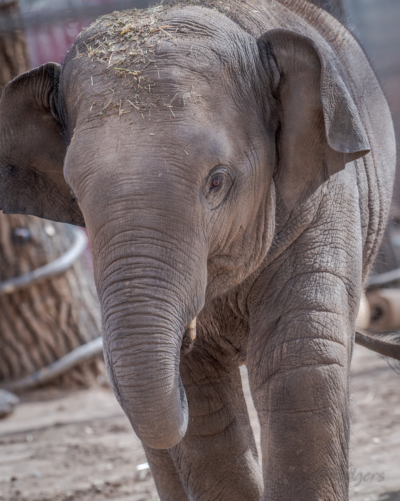 Asian elephant calf dies of elephant endotheliotropic herpesvirus — City of  Albuquerque