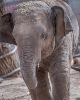 Asian elephant calf dies of elephant endotheliotropic herpesvirus