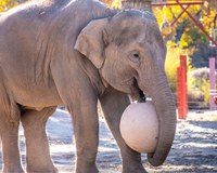 Asian elephant calf loses battle against virus