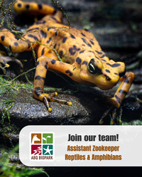 Job Opportunity at the ABQ BioPark:  Assistant Zookeeper II (Reptiles and Amphibians)