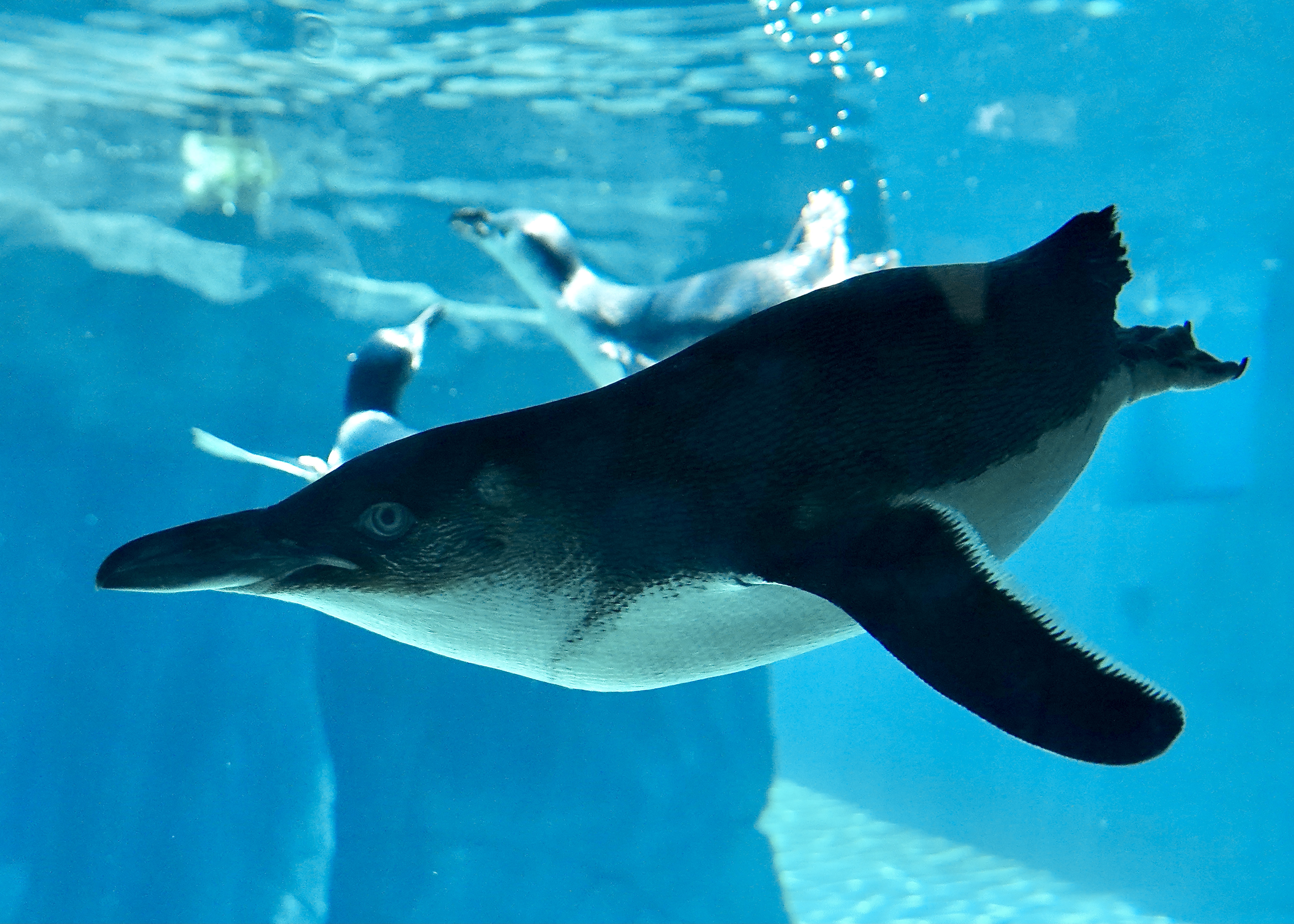 Australian Adventure Takes Flight at ABQ BioPark — City of Albuquerque