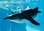 Australian Adventure Takes Flight at ABQ BioPark