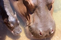 Baby Hippo Born at ABQ BioPark
