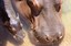 Baby Hippo Born at ABQ BioPark