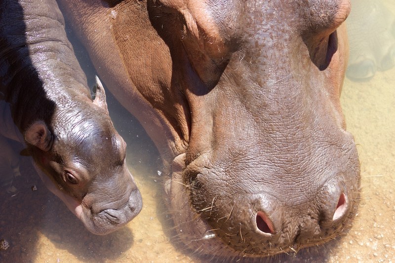 Baby Hippo Born at ABQ BioPark Baby Hippo Born at ABQ BioPark