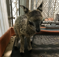 Baby Klipspringer Born at the ABQ BioPark Zoo