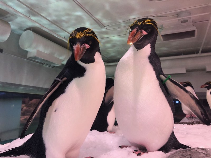 Baby Macaroni Penguins on the Way! Baby Macaroni Penguins on the Way!