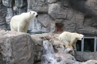 Beloved ABQ BioPark polar bear Koluk, passes away at 26 years old.