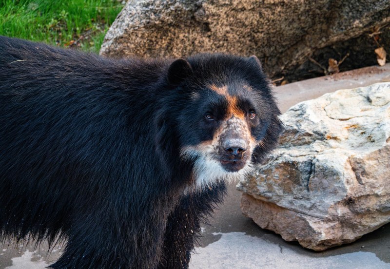 Ben the Bear Arrives at the ABQ BioPark Ben the Bear Arrives at the ABQ BioPark