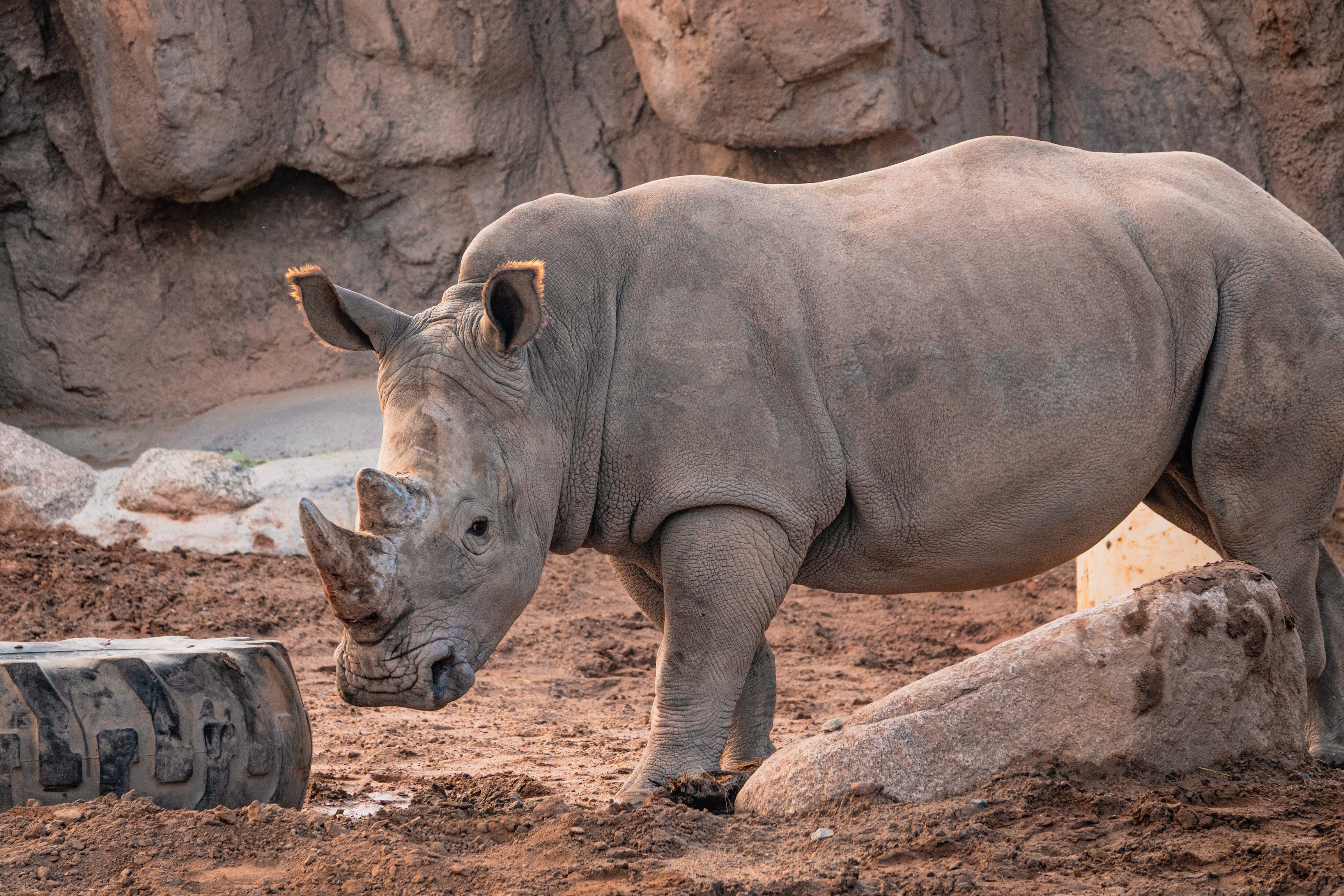 Big Adventure Begins: ABQ BioPark Welcomes New Juvenile Rhino