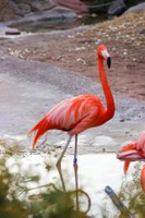 Birds at the ABQ BioPark Again have Access to Their Outdoor Homes