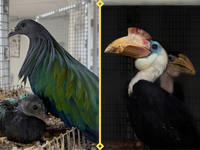 Birds of a Father: the ABQ BioPark’s Bird Team is Celebrating New Chicks and Their Amazing Dads!