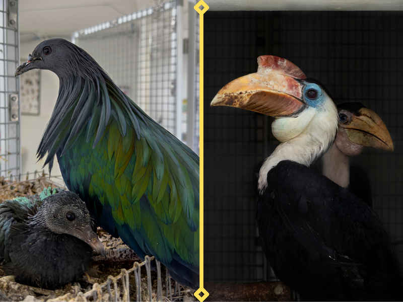 Birds of a Father: the ABQ BioPark’s Bird Team is Celebrating New Chicks and Their Amazing Dads!