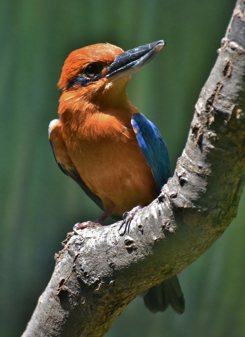 Birds of the Islands Birds of the Islands