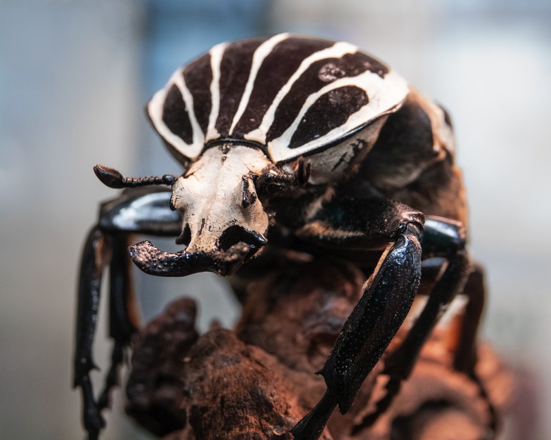 BUGarium to Close for Renovations Beginning Dec. 1