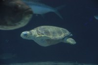 Celebrate Sea Turtle Awareness Day with Mimi the rescued sea turtle
