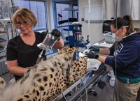 Celebrating BioPark Vet Techs—The Unsung Heroes of Animal Care