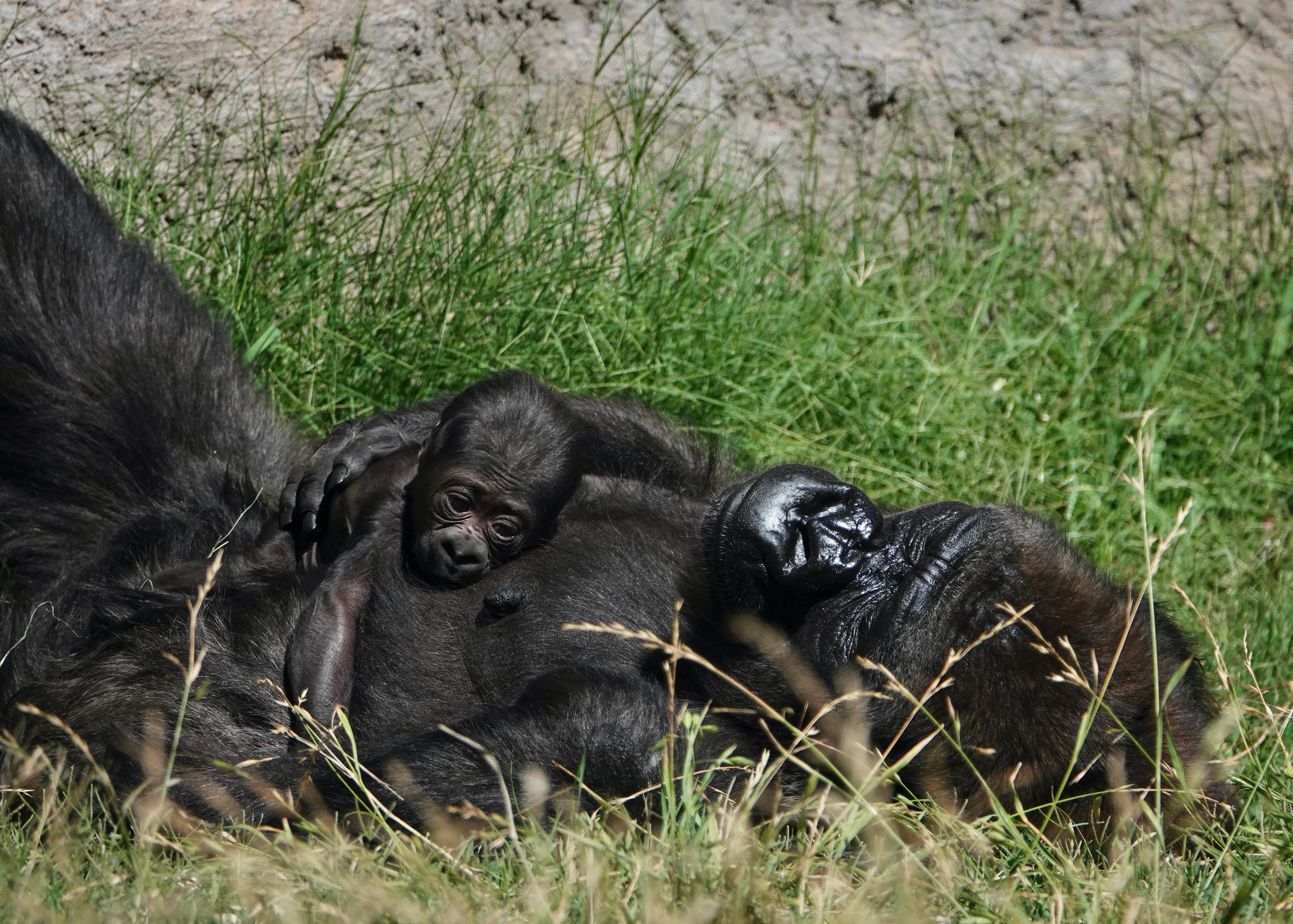 Critically Endangered Western Lowland Gorilla Born at the