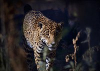 Enjoy More Adult-Only Twilight Tours and Night Walks This Summer at ABQ BioPark