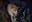 Enjoy More Adult-Only Twilight Tours and Night Walks This Summer at ABQ BioPark