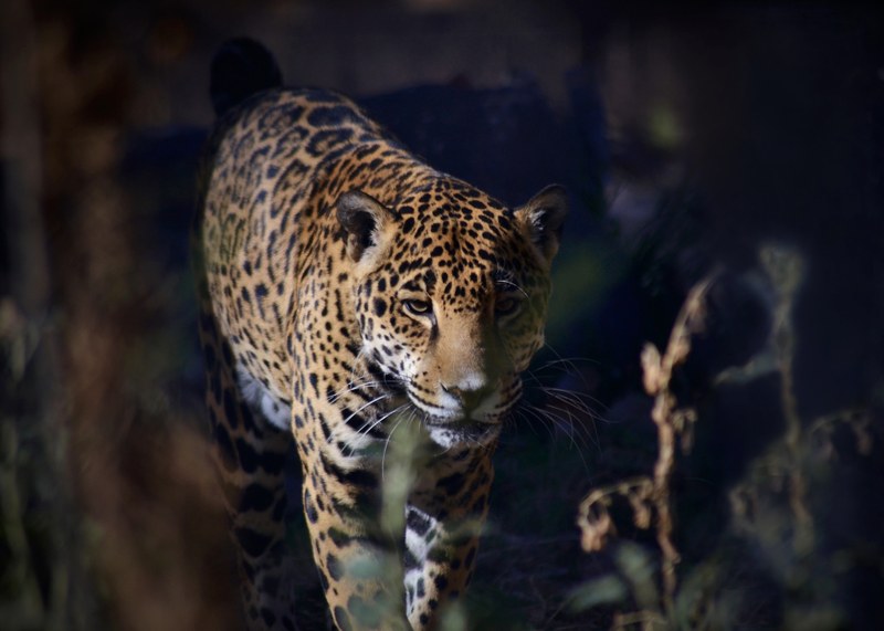 Enjoy More Adult-Only Twilight Tours and Night Walks This Summer at ABQ BioPark Enjoy More Adult-Only Twilight Tours and Night Walks This Summer at ABQ BioPark