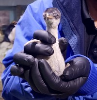 Fluff Alert! New Gentoo Penguin Chick Hatches at ABQ BioPark Zoo