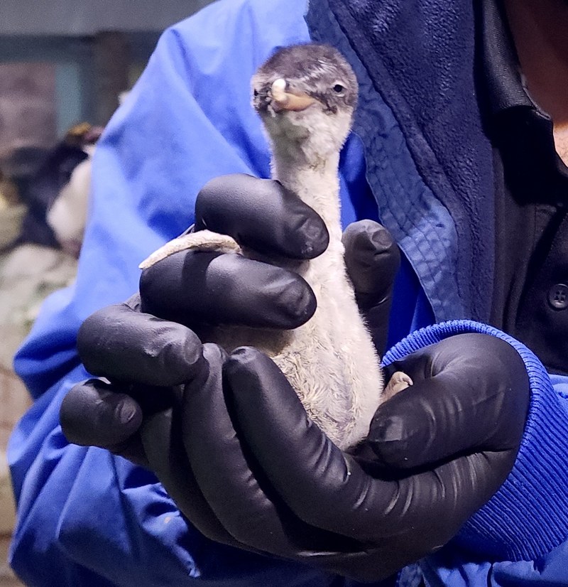 Fluff Alert! New Gentoo Penguin Chick Hatches at ABQ BioPark Zoo