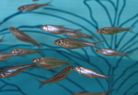 From Drought to Downpour: ABQ BioPark Supports Silvery Minnow Recovery in Face of Climate Extremes