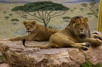 Get to Know the ABQ BioPark's Lions