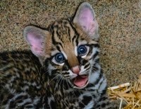 Good Mews! Endangered Ocelot Kitten Born at ABQ BioPark