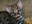 Good Mews! Endangered Ocelot Kitten Born at ABQ BioPark
