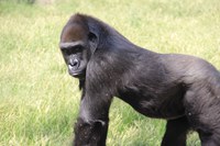 Great News for ABQ BioPark Ape Community