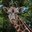 Growing the Herd: ABQ BioPark Welcomes New Giraffe!