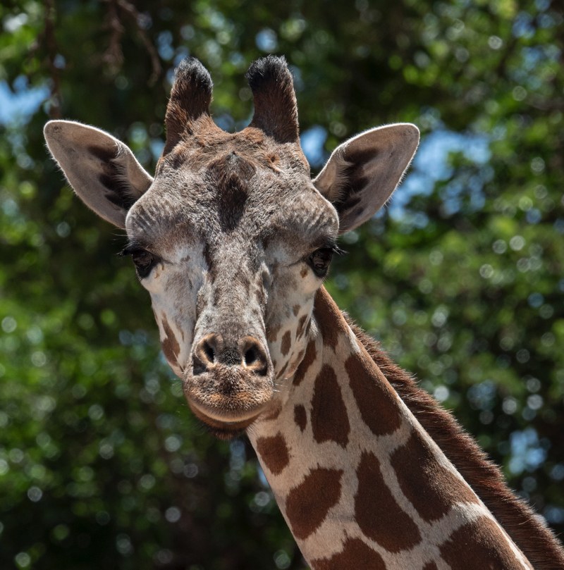 Growing the Herd: ABQ BioPark Welcomes New Giraffe!